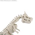 alt="Bandai 5072021 - Tyrantrum Pokemon Plamo Collection Fossil Pokemon Series" title="Bandai 5072021 - Tyrantrum Pokemon Plamo Collection Fossil Pokemon Series"
